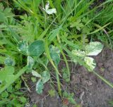 Trifolium pratense