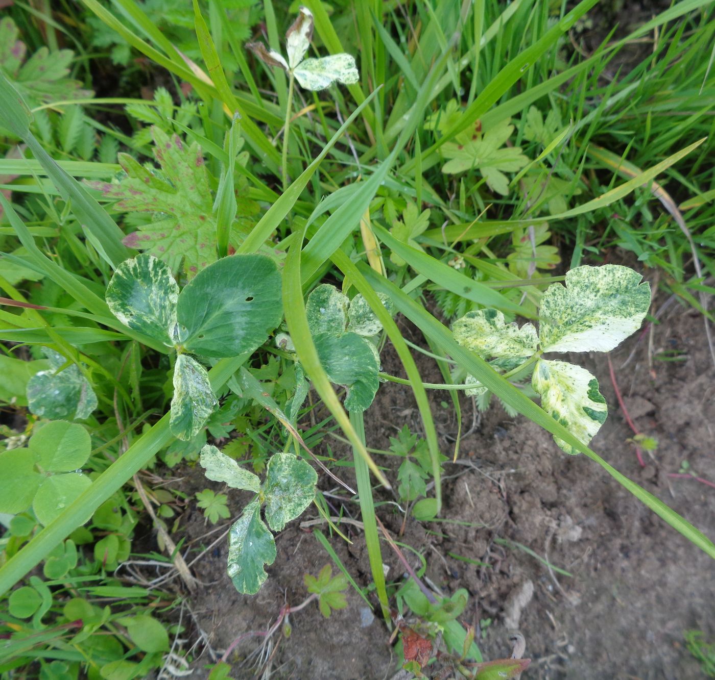 Image of Trifolium pratense specimen.