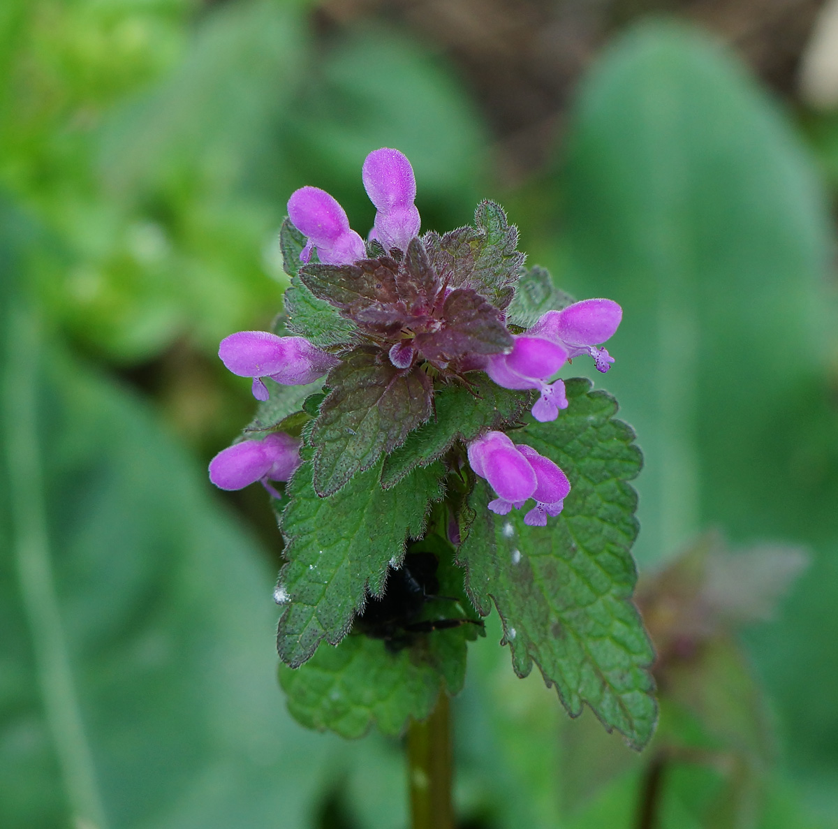 Image of Lamium purpureum specimen.