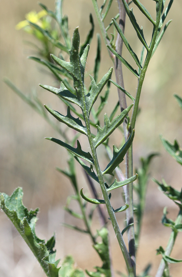 Image of Sisymbrium altissimum specimen.