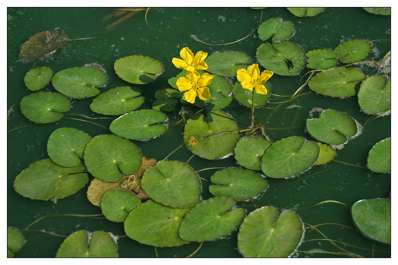 Image of Nymphoides peltata specimen.