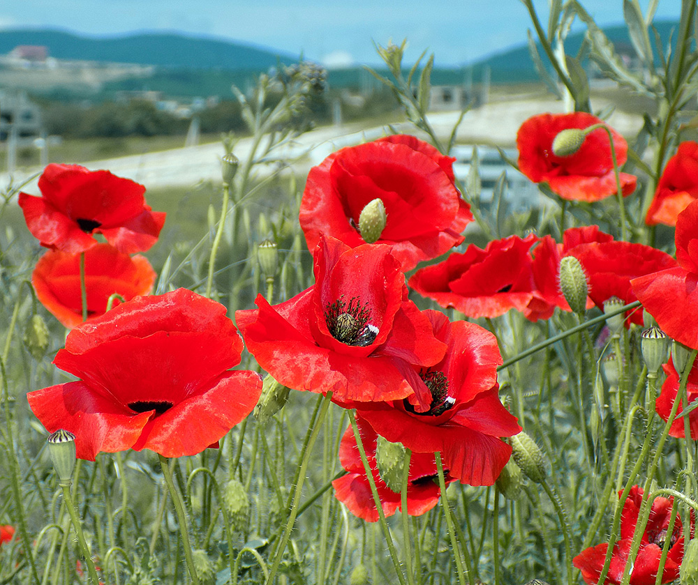 Изображение особи Papaver rhoeas.