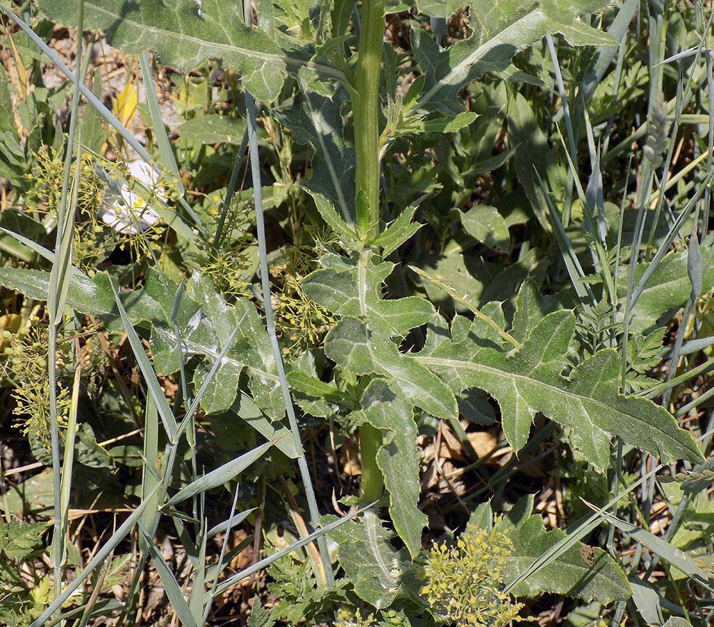 Изображение особи Cirsium arvense.