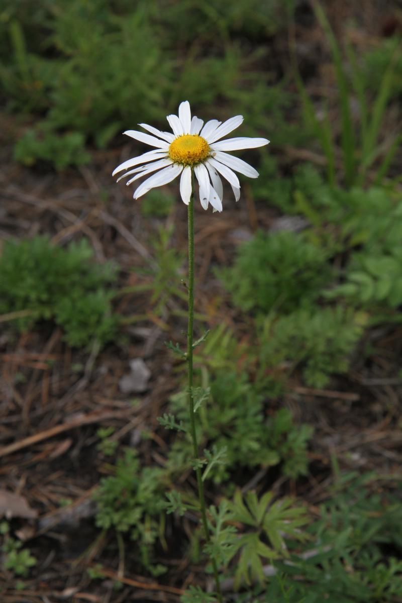 Изображение особи Chrysanthemum zawadskii.