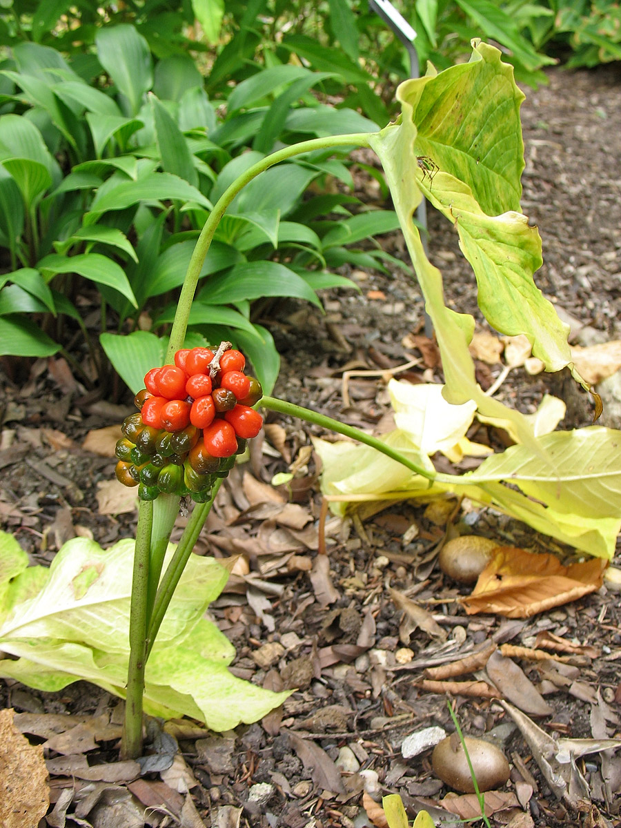 Изображение особи Arisaema japonicum.