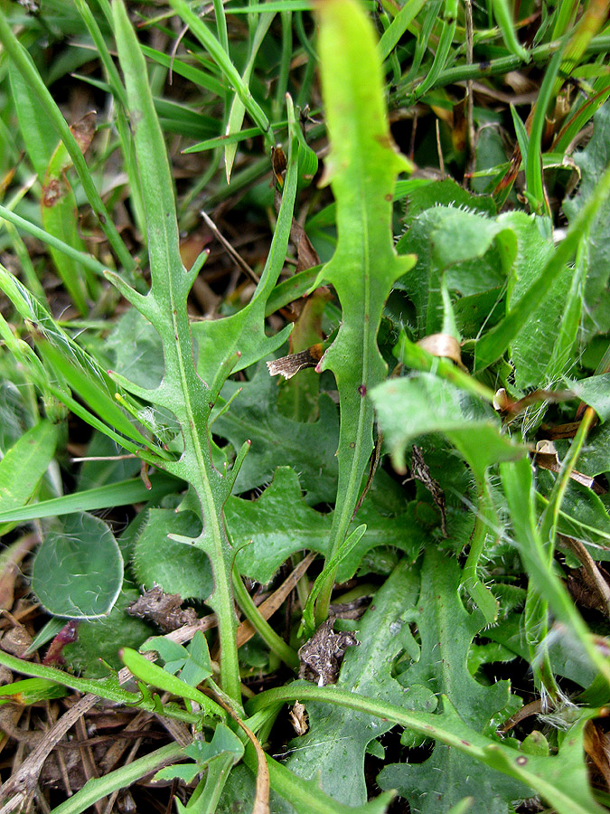 Image of Scorzoneroides autumnalis specimen.