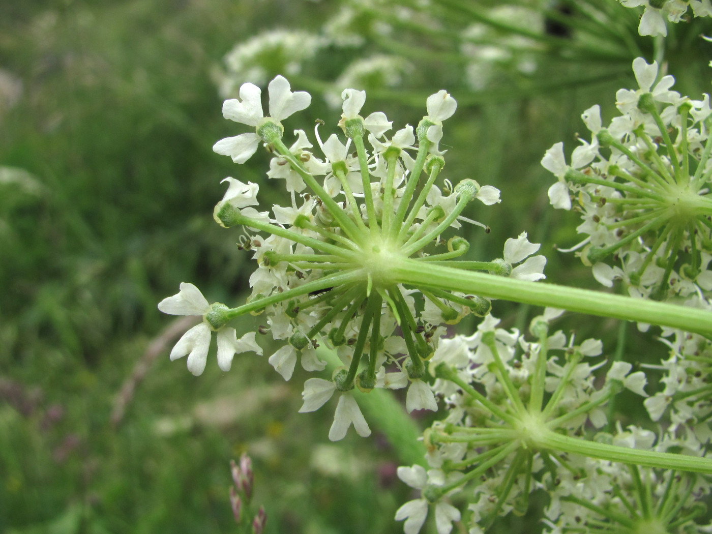 Изображение особи Heracleum leskovii.