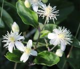 Clematis vitalba. Часть побега с соцветием. Краснодарский край, МО г. Анапа, окр. с. Сукко, Черноморское побережье Кавказа, п-ов Абрау, Муркин перевал. 10.06.2019.