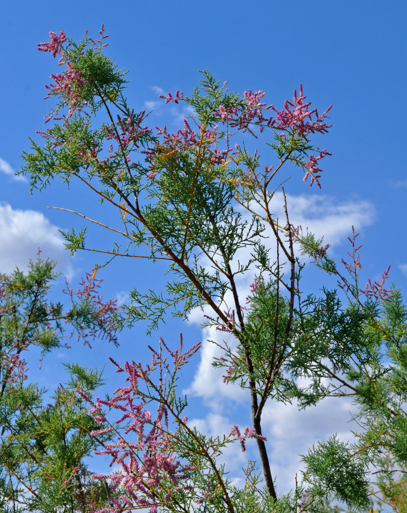 Image of genus Tamarix specimen.