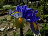 Смотреть изображение Iris × hollandica