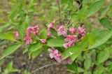 Смотреть изображение Weigela florida