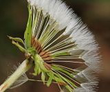 Taraxacum mongolicum