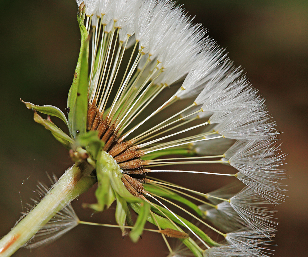 Image of Taraxacum mongolicum specimen.