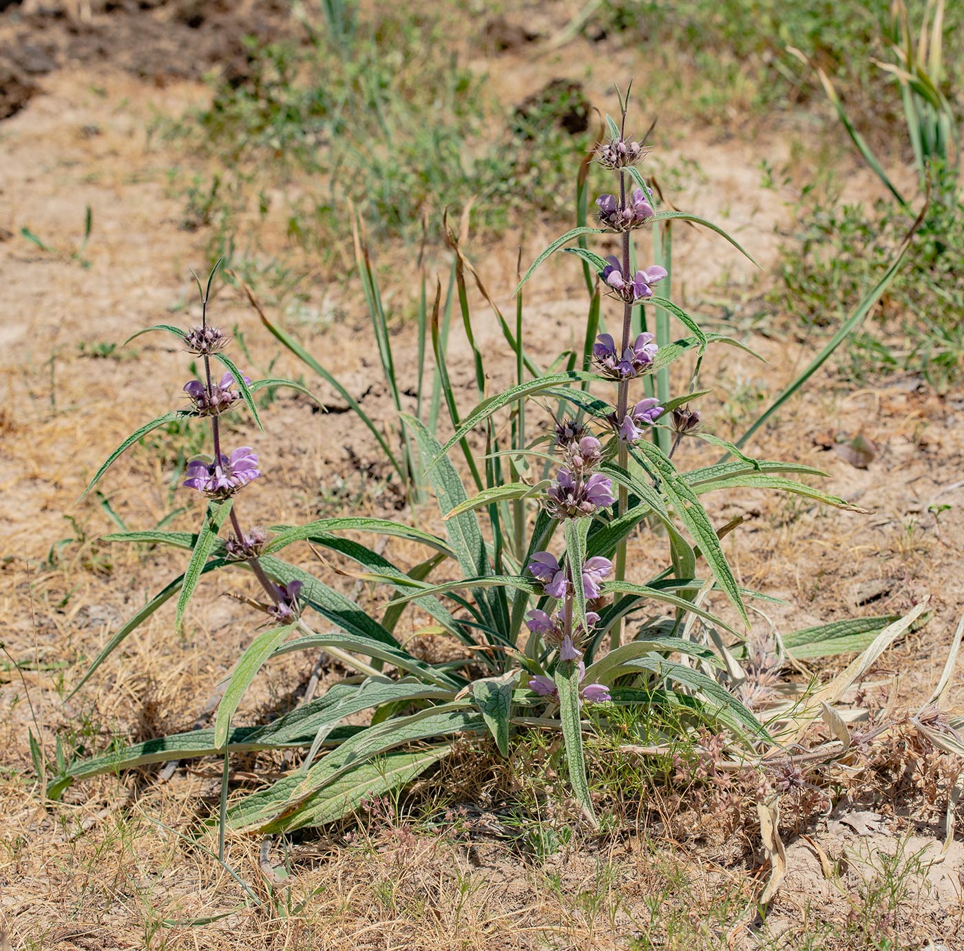 Image of Phlomis salicifolia specimen.