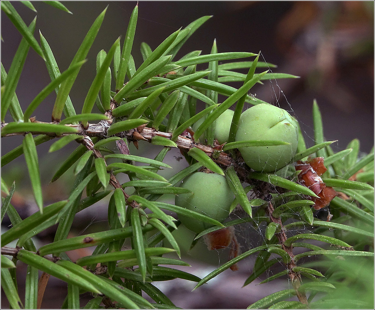 Изображение особи Juniperus communis.