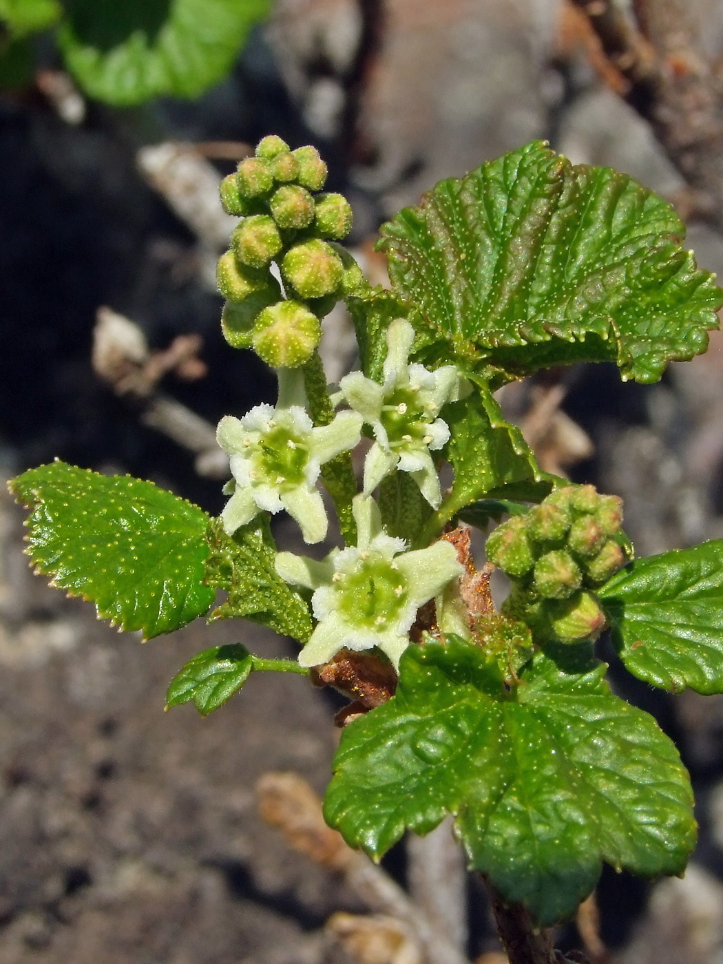 Изображение особи Ribes fragrans.