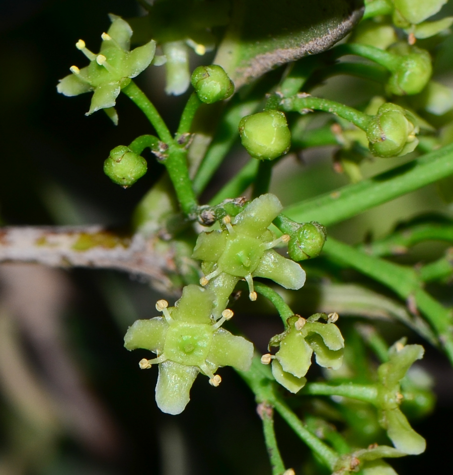 Image of genus Elaeodendron specimen.