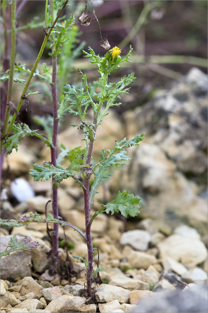 Изображение особи Senecio vulgaris.