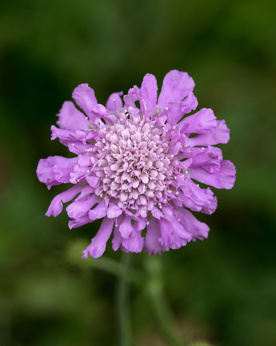 Image of Scabiosa columbaria specimen.