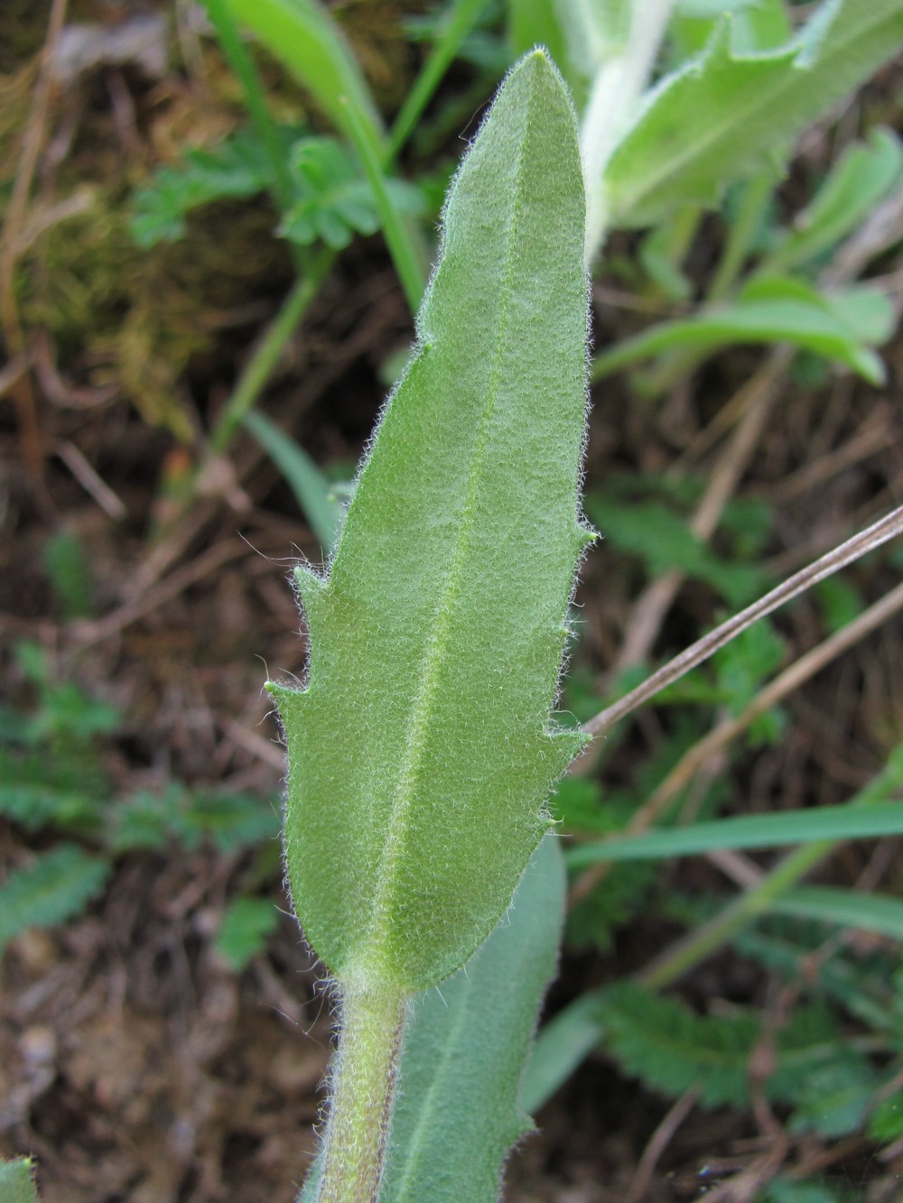 Image of familia Brassicaceae specimen.