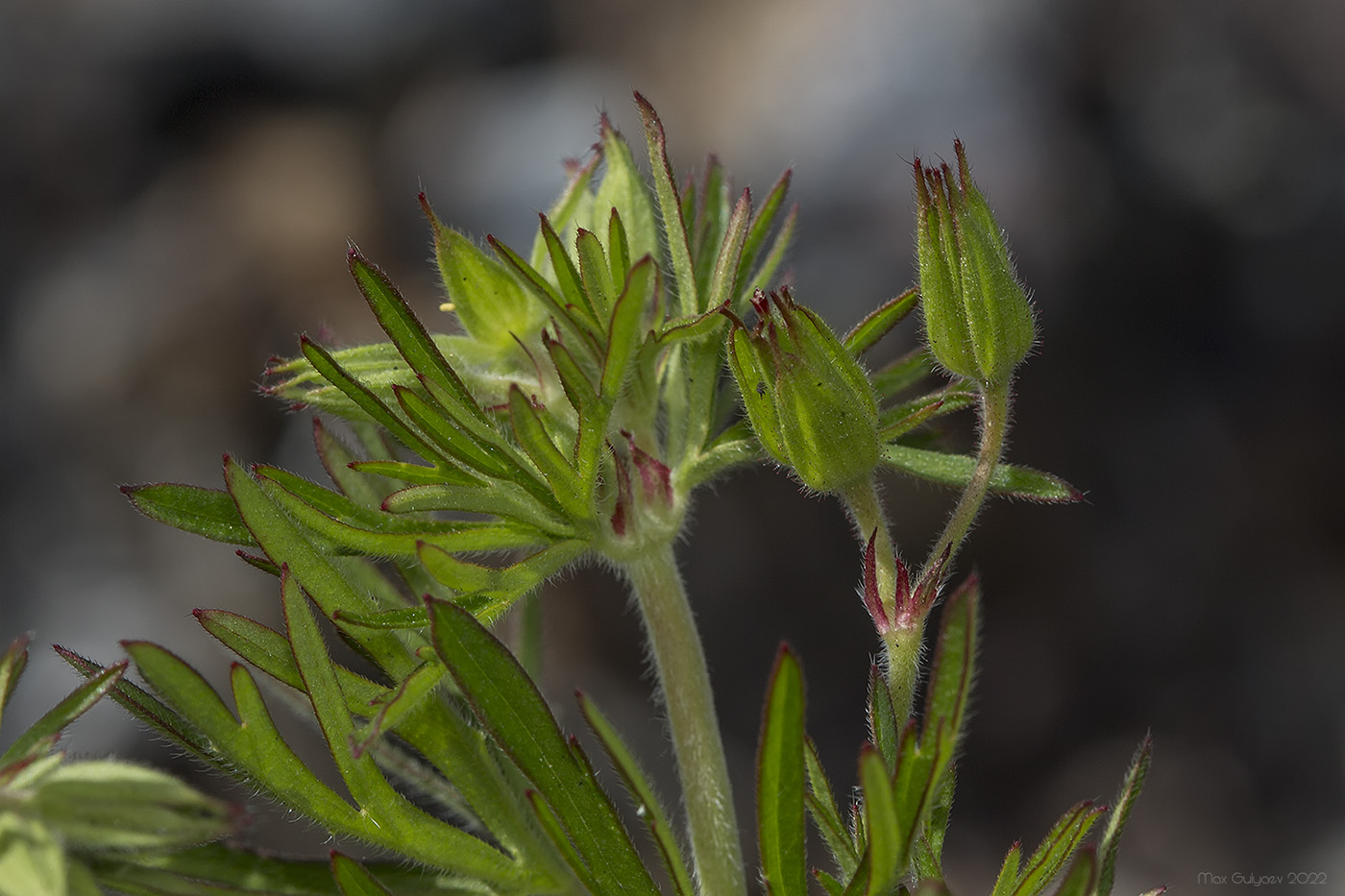 Изображение особи Geranium dissectum.