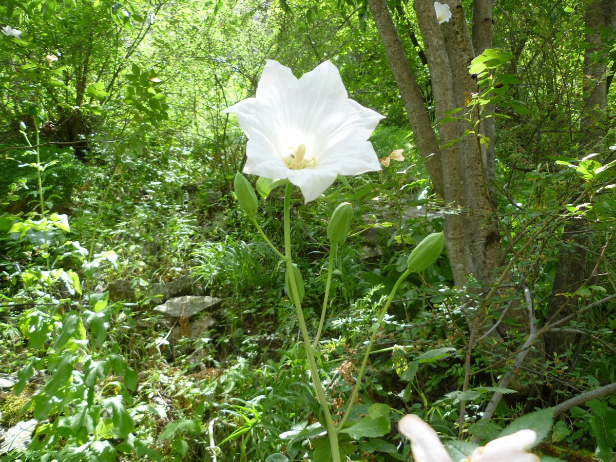 Image of Ostrowskia magnifica specimen.