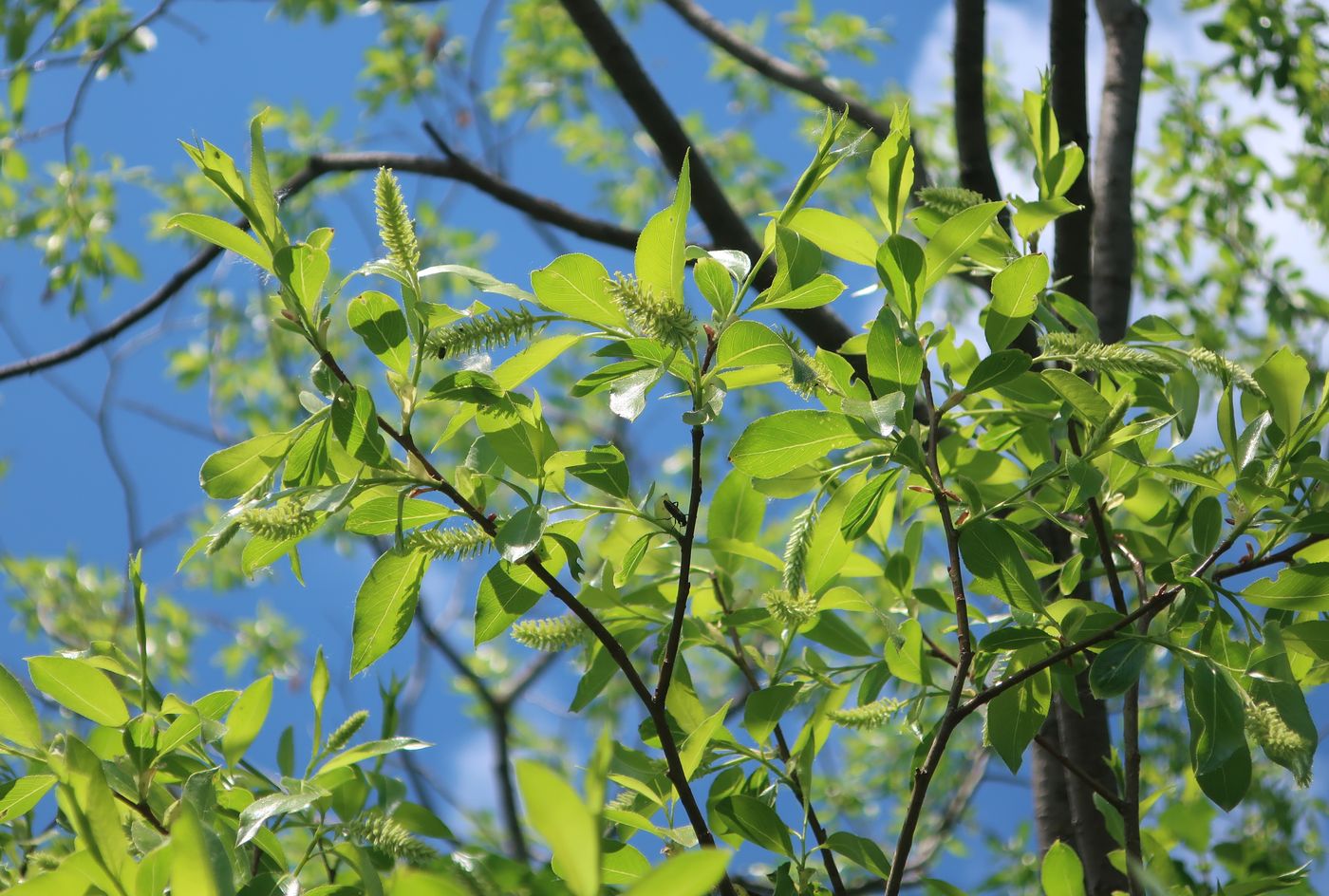 Изображение особи Salix pentandra.