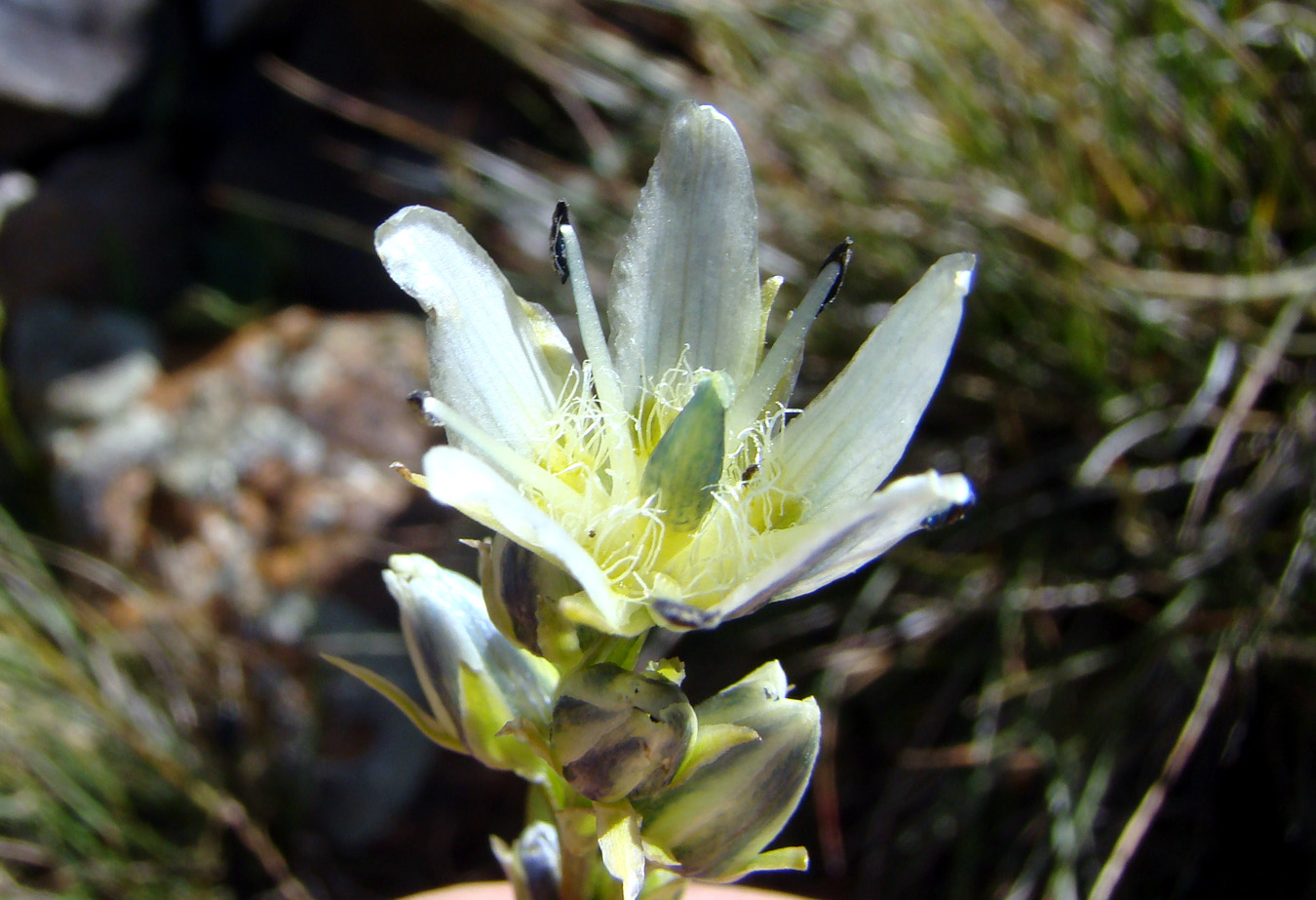 Image of Swertia gonczaroviana specimen.