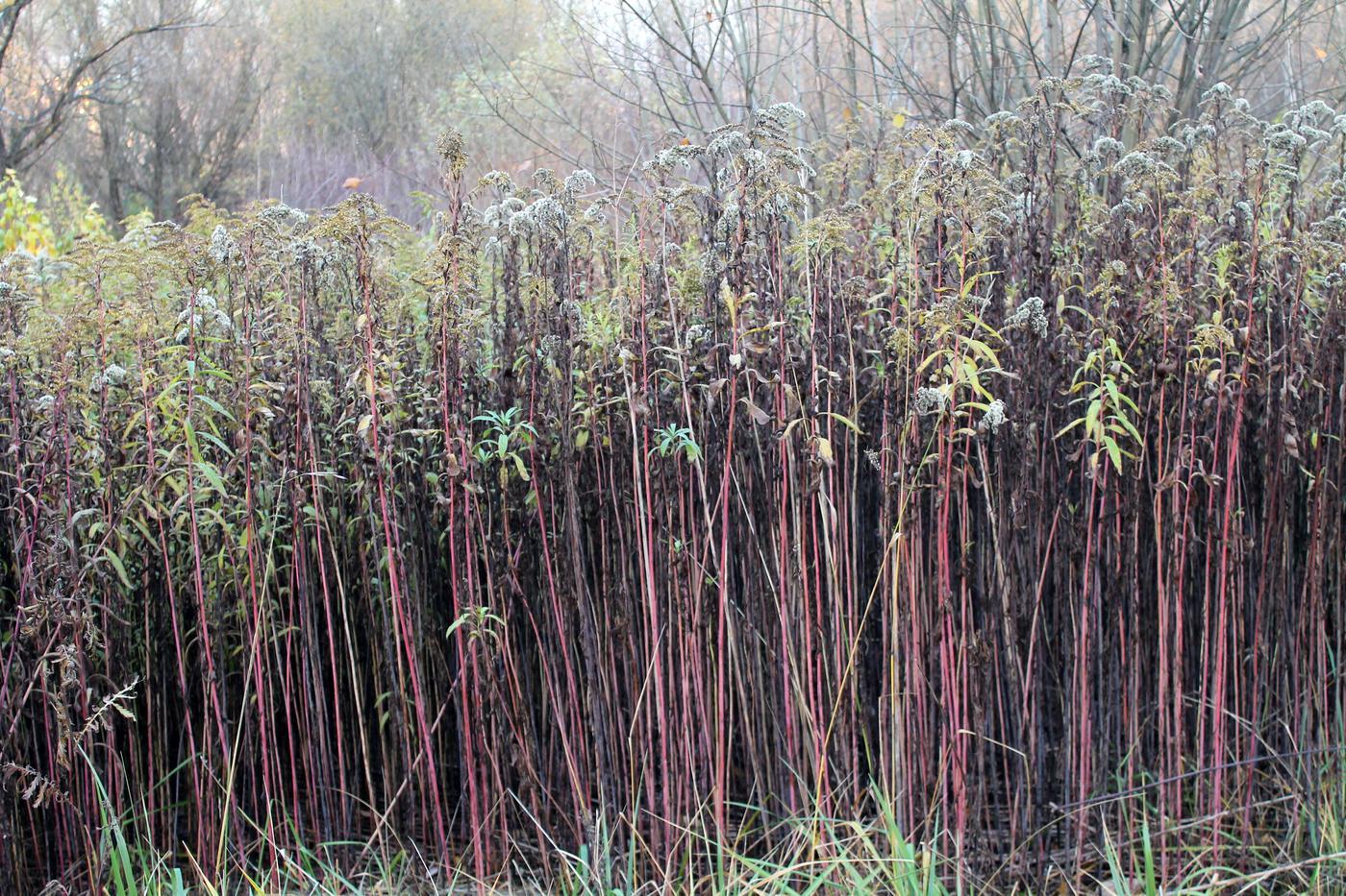 Image of Solidago gigantea specimen.