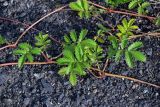 Potentilla anserina ssp. groenlandica