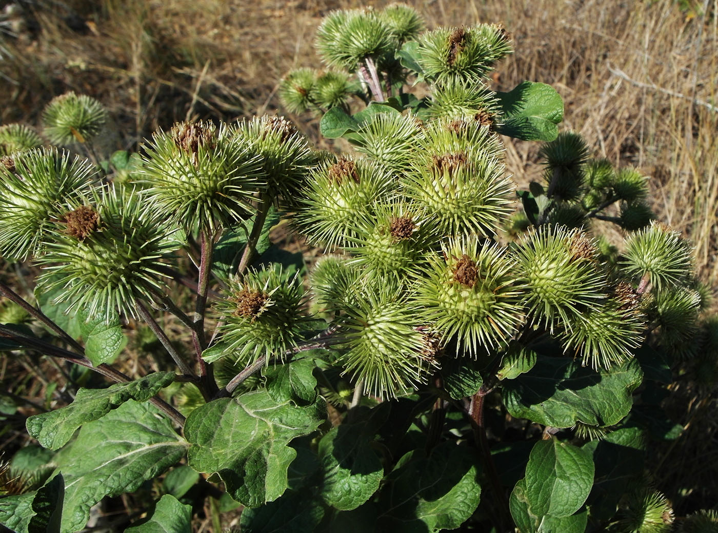 Image of Arctium lappa specimen.