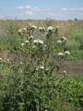 genus Cirsium. Цветущее растение. Ульяновская обл, Мелекесский р-н, окр. с. Моисеевка, долина р. Мал. Авраль, надпойменная терраса, солонцеватый луг на границе с полем. 23.07.2022.