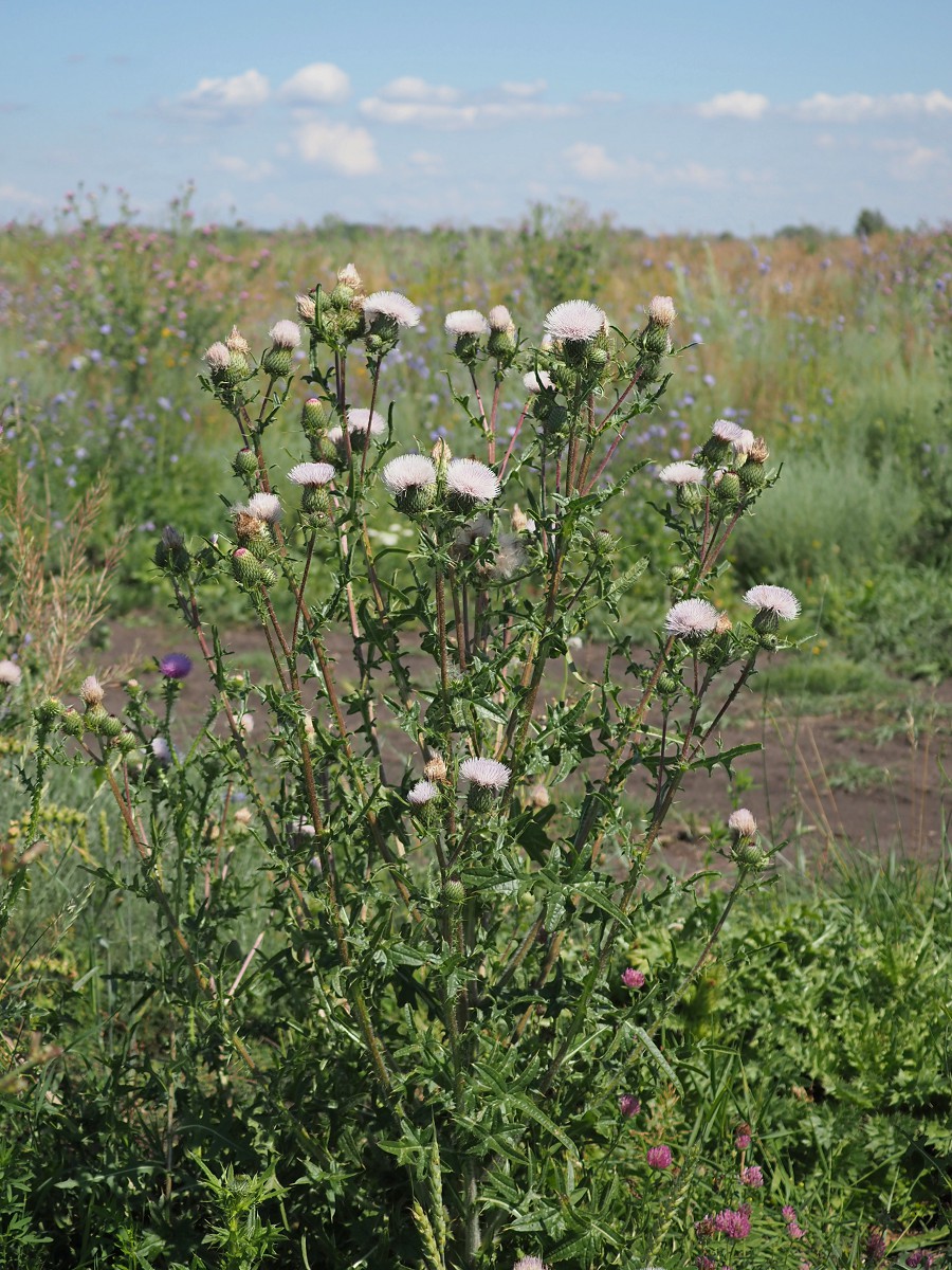 Image of genus Cirsium specimen.