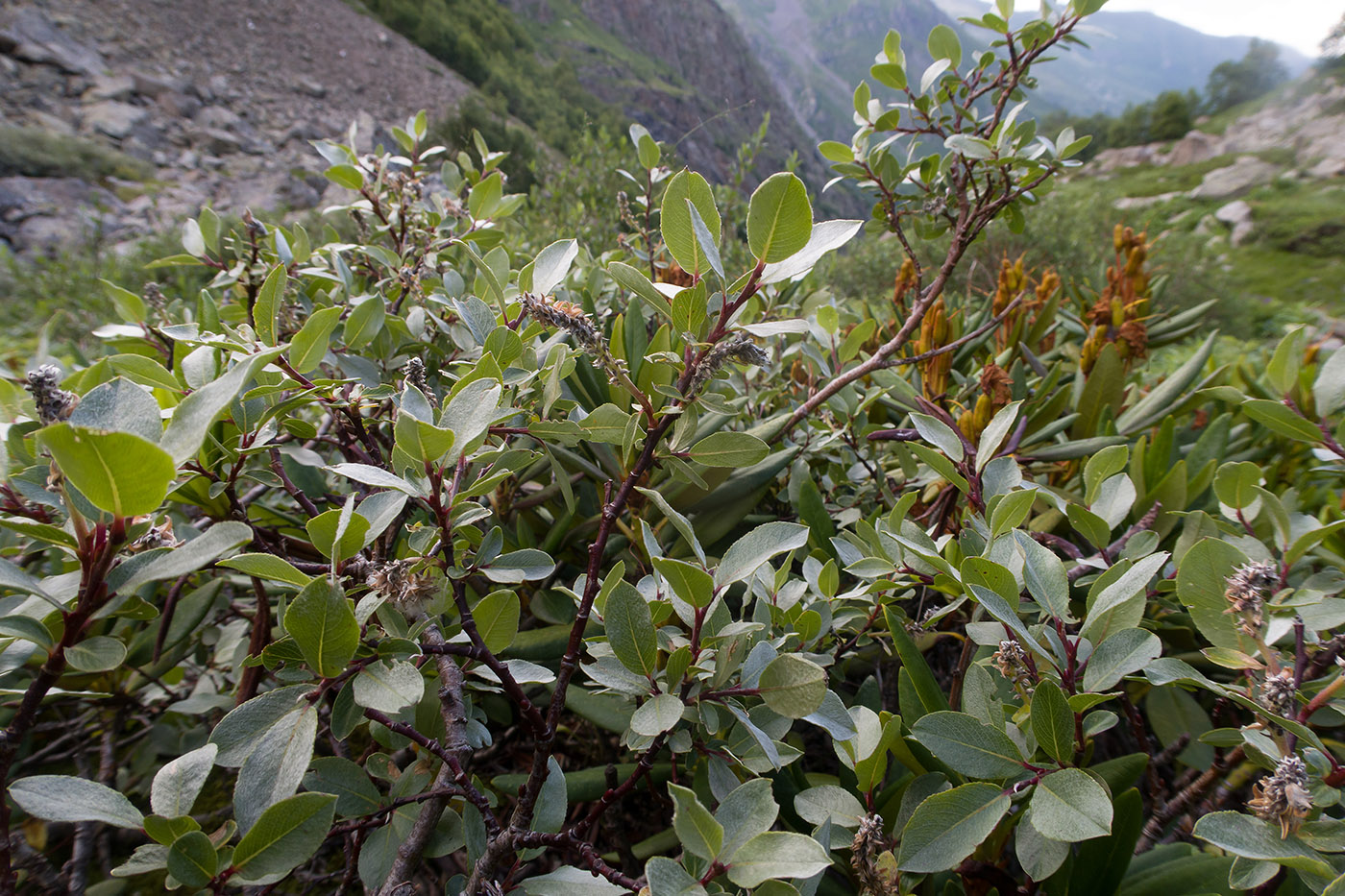 Изображение особи Salix kuznetzowii.