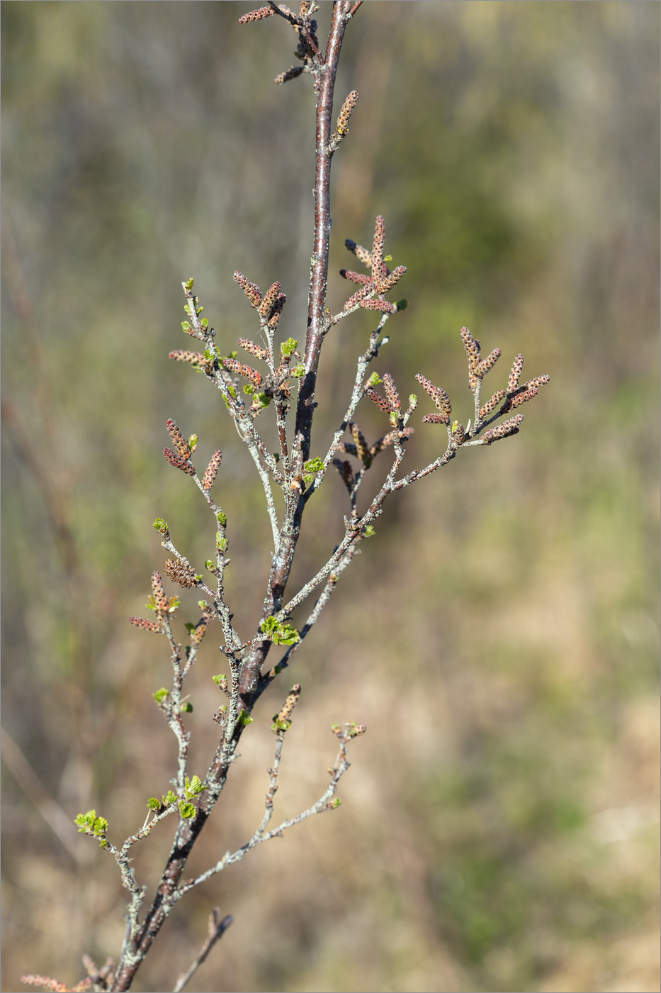 Image of Betula humilis specimen.