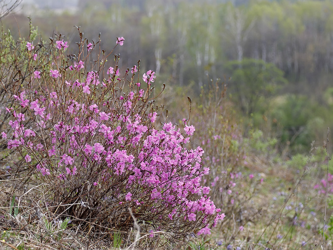 Image of Rhododendron dauricum specimen.