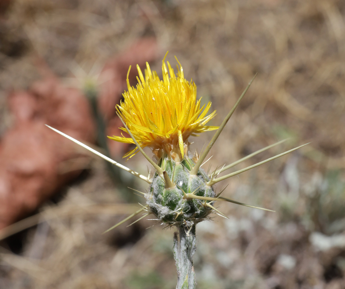 Image of Centaurea solstitialis specimen.