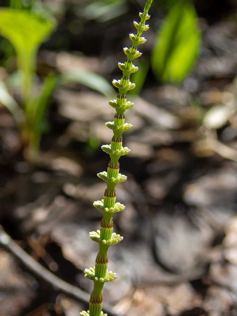 Изображение особи Equisetum pratense.