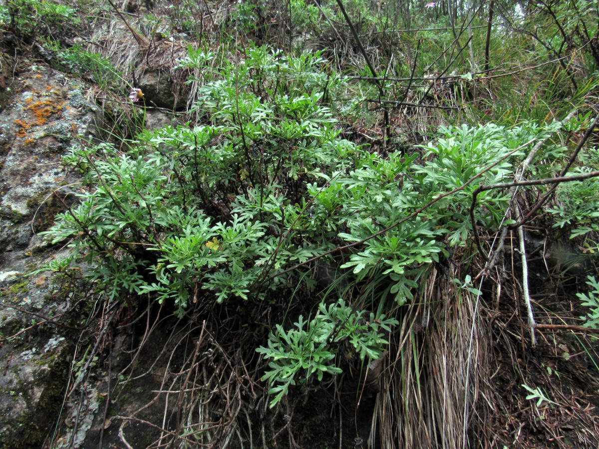 Image of Chrysanthemum sinuatum specimen.