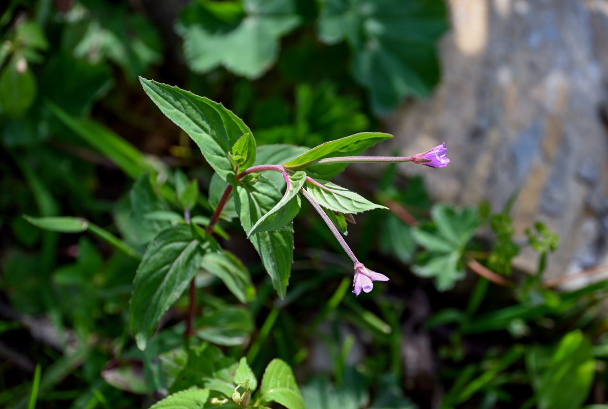 Изображение особи род Epilobium.