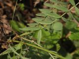 Astragalus macropus. Листья. Башкирия, гора Тратау. 17.05.2008.г.