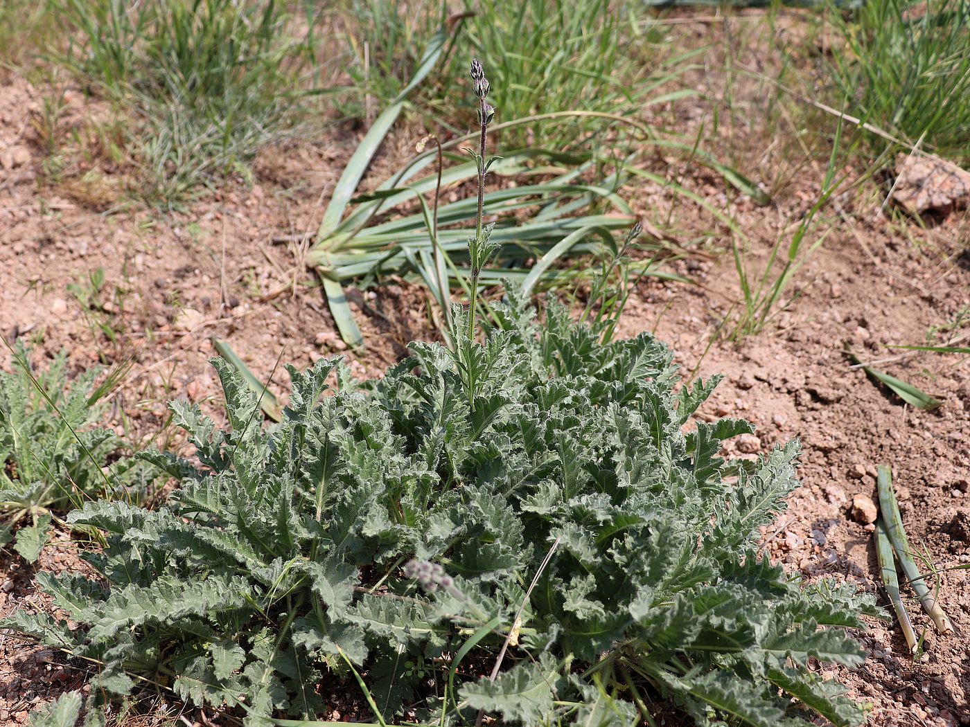 Изображение особи Salvia tianschanica.