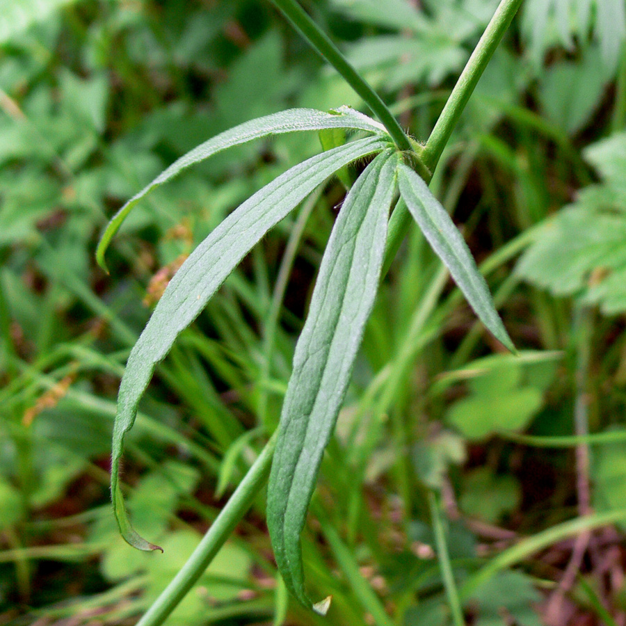 Image of Ranunculus propinquus specimen.