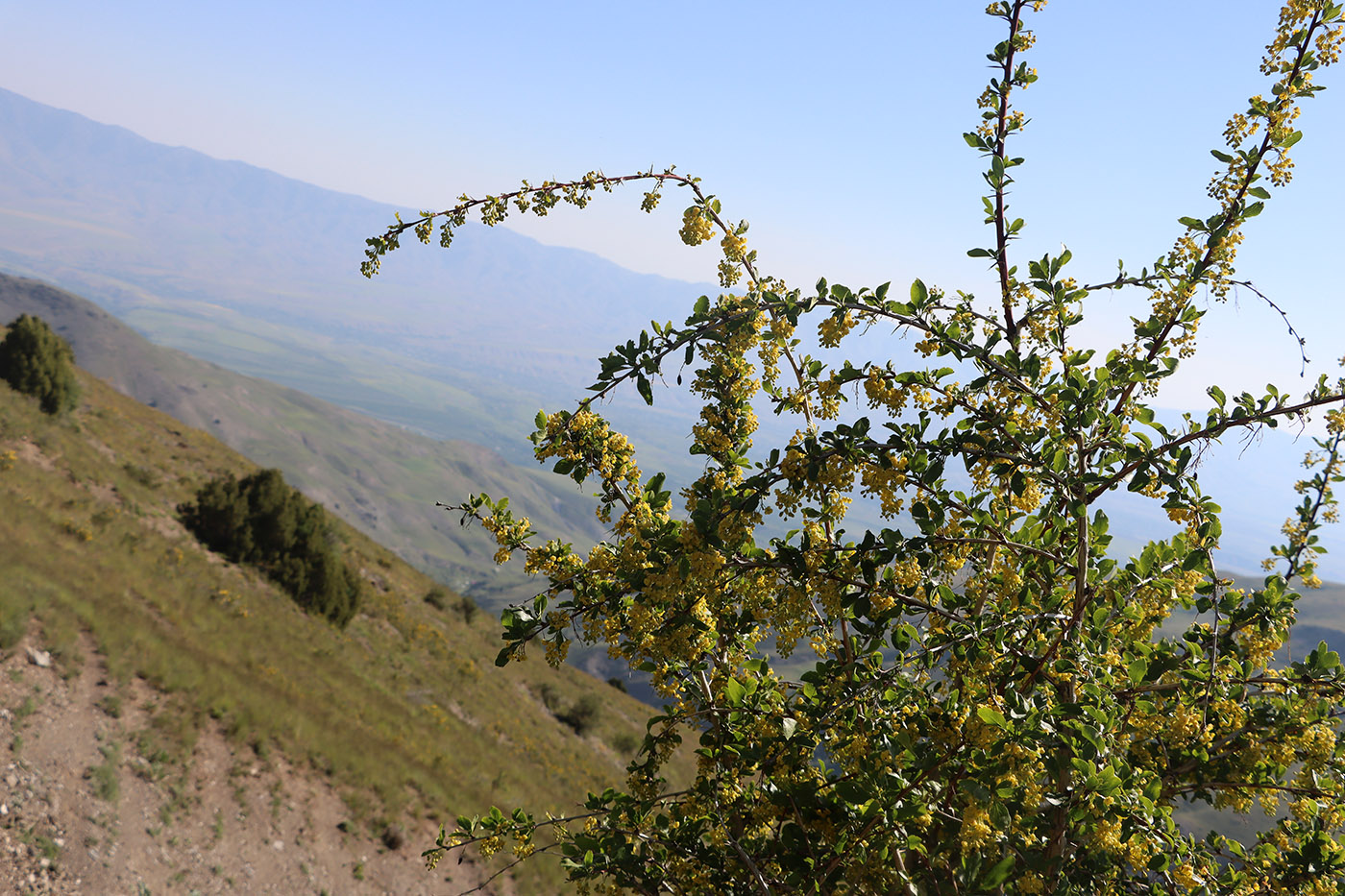 Image of Berberis integerrima specimen.