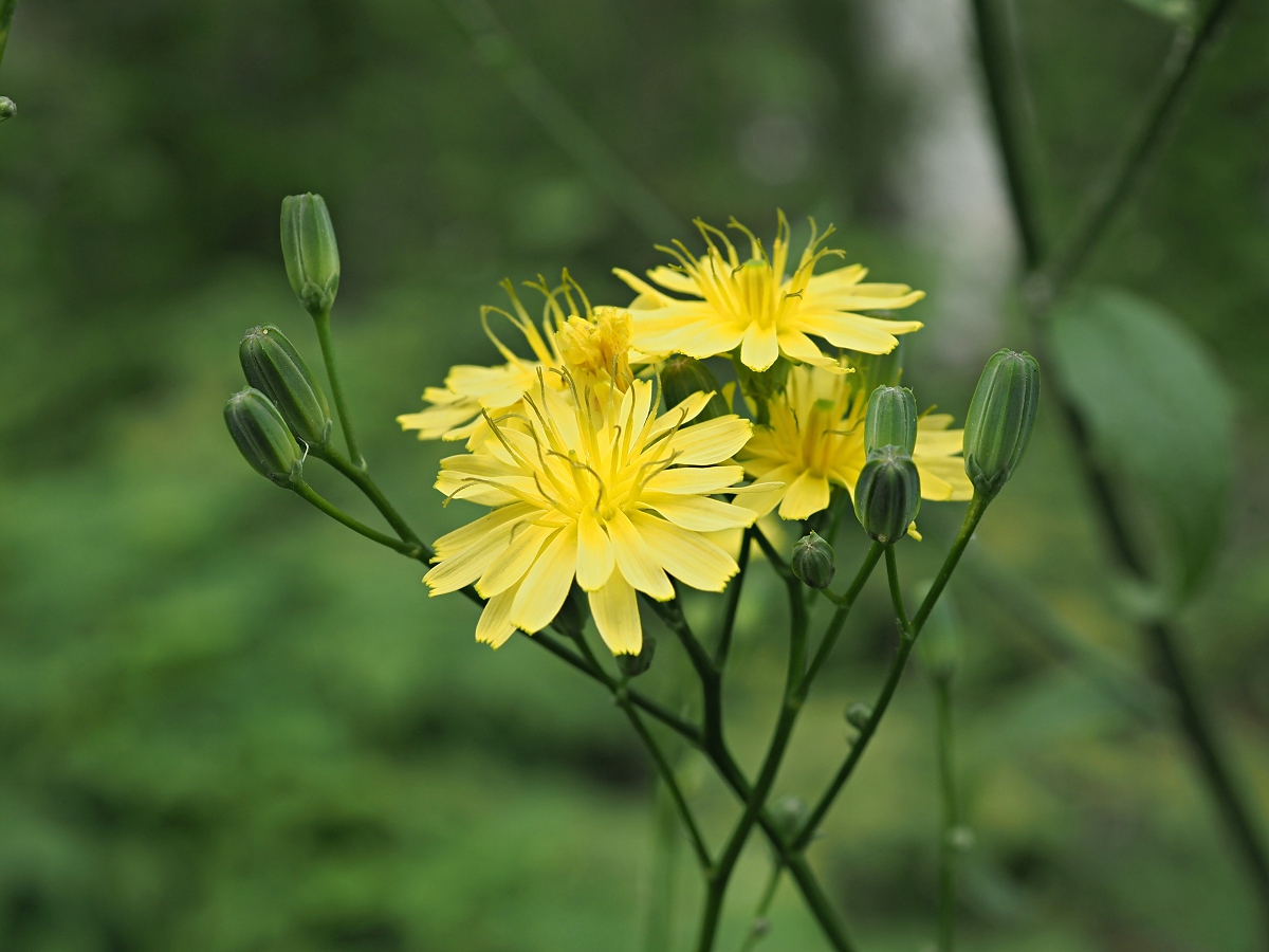 Image of Lapsana communis specimen.