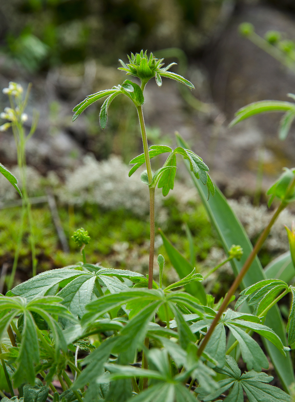 Изображение особи Potentilla recta.