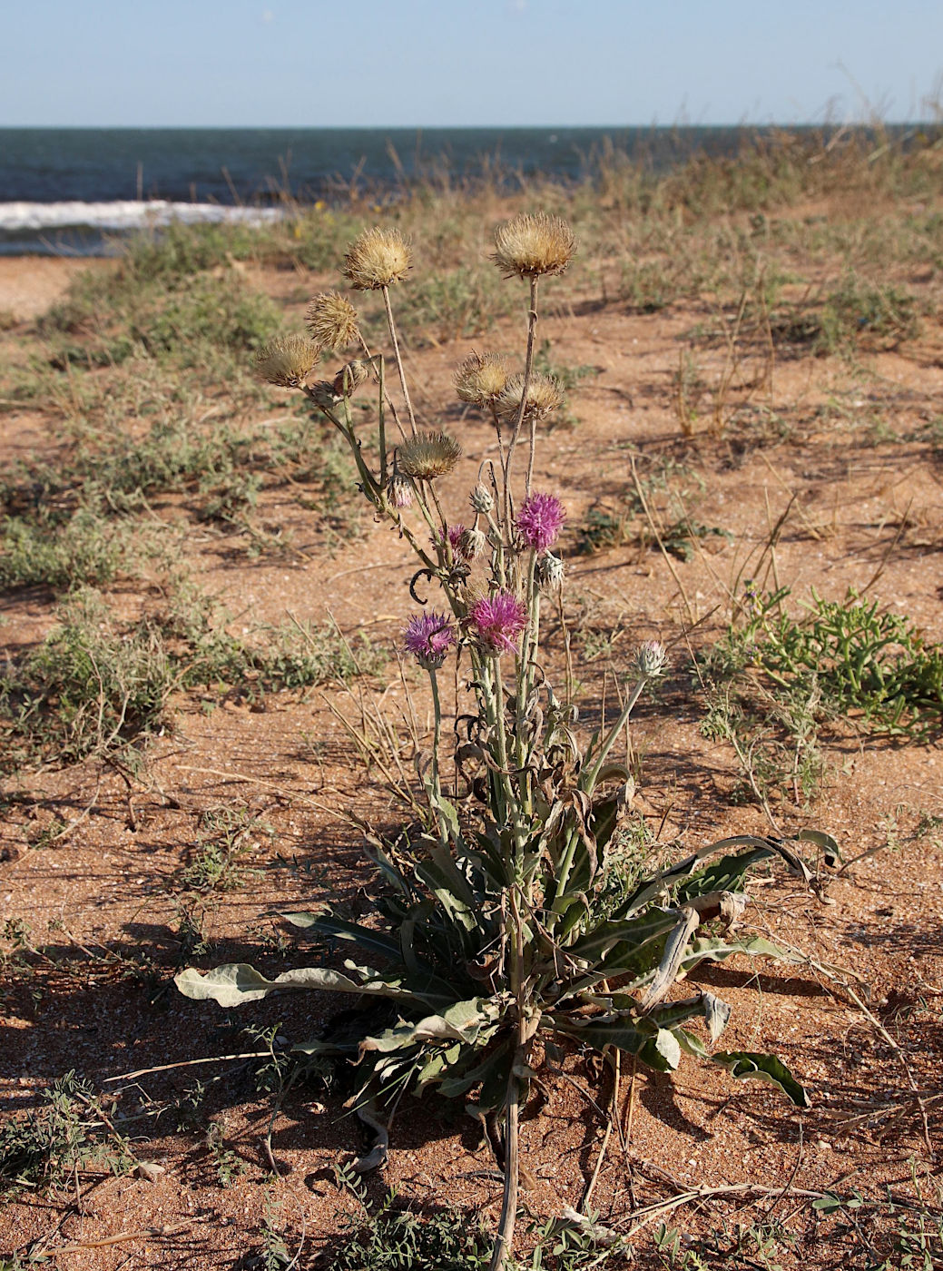 Image of Jurinea longifolia specimen.