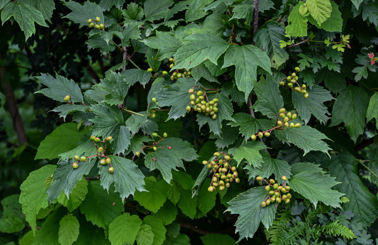 Изображение особи Viburnum opulus.