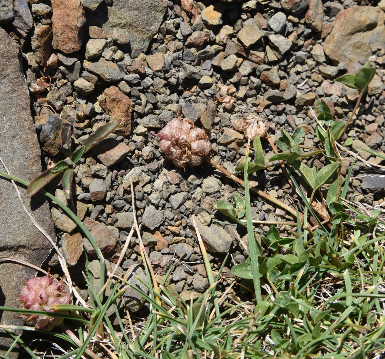 Image of Trifolium raddeanum specimen.