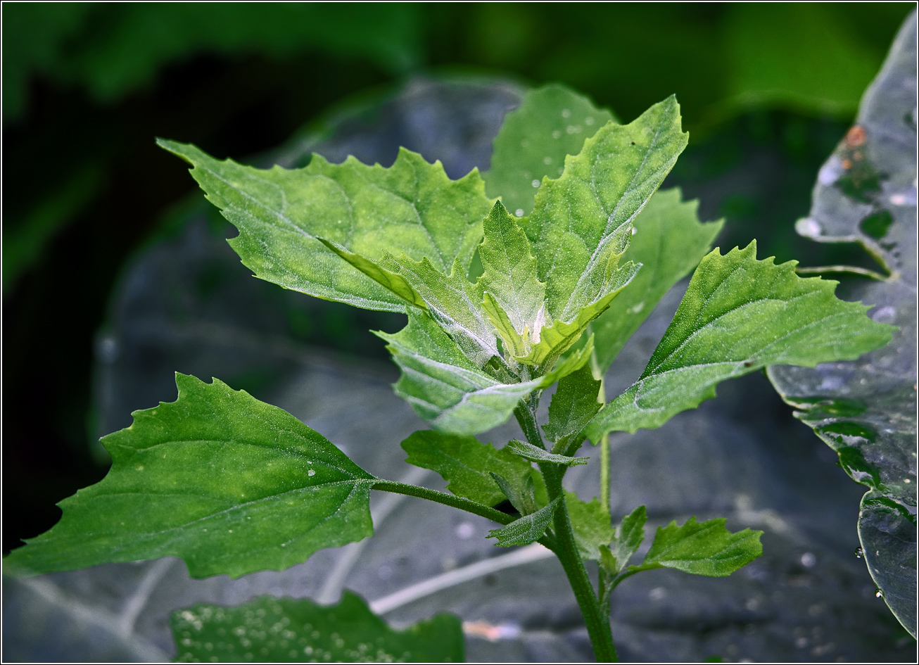 Изображение особи Chenopodium album.